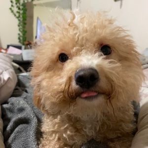 Meet your Posher, Bea